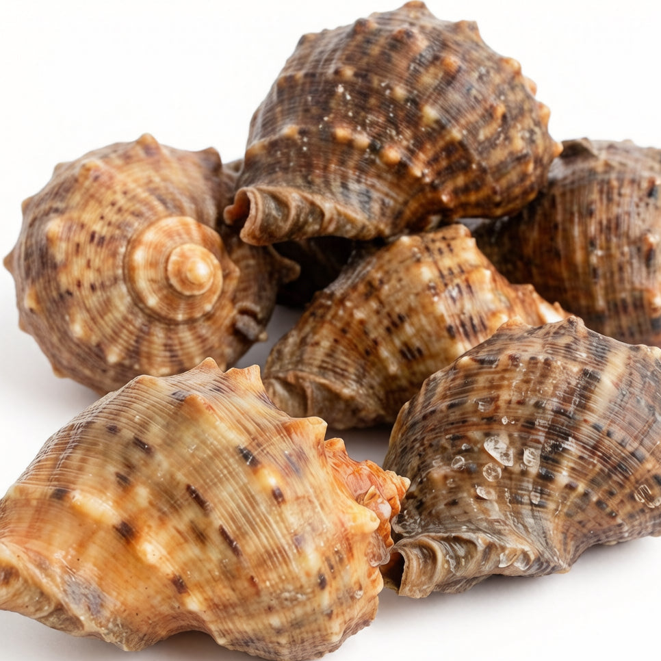 SEA SNAIL